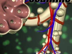 alveoli anatomy 3D-Modell