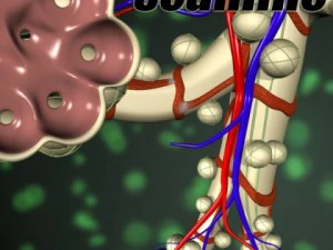 alveoli anatomy 3D Model