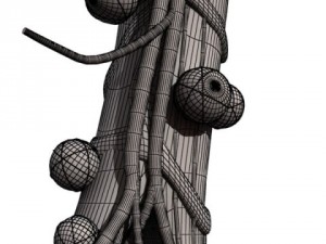 alveoli anatomy 3D-Modell