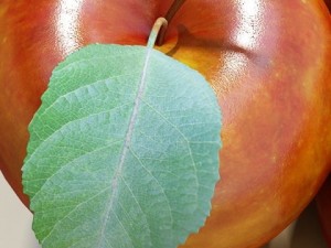 red apple high detail 3Dモデル
