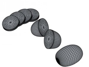photorealistic kiwi fruit 3D Model