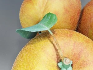 photorealistic peach high resolution 3D Model