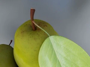 pear high resolution 3D Model