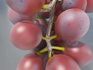 red grapes high detail 3D Model
