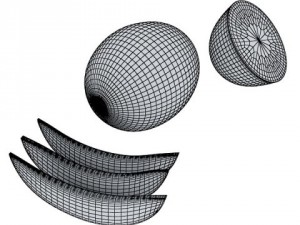 melon high res textures 3D Model