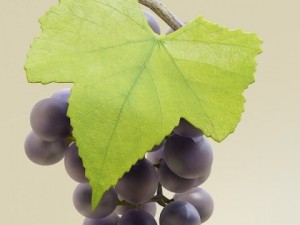 grapes collection high detailed 3D Model