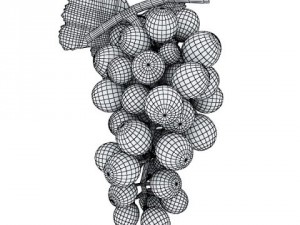 grapes collection high detailed 3D Model