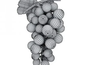 grapes collection high detailed 3D Model