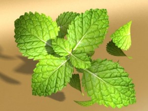 mojito cocktail high detail 3D Model