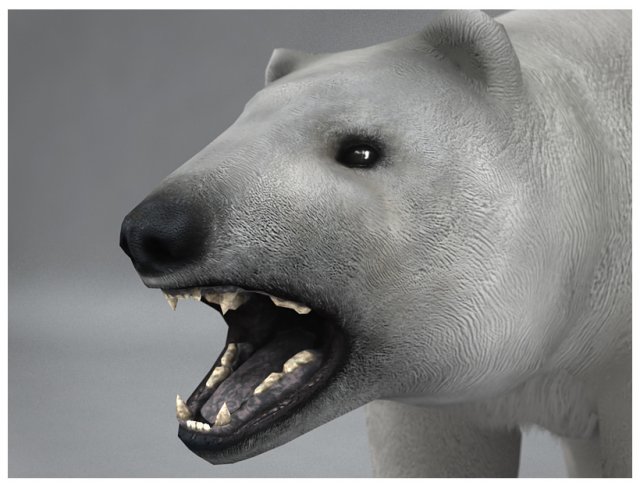 polar white bear rigged Modèle 3D .c4d .max .obj .3ds .fbx .stl .blend 