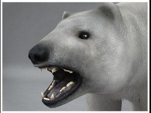 polar white bear rigged Model 3D