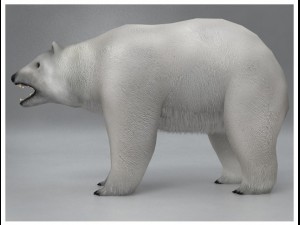 polar white bear rigged Modèle 3D