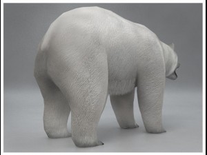 polar white bear rigged Modèle 3D