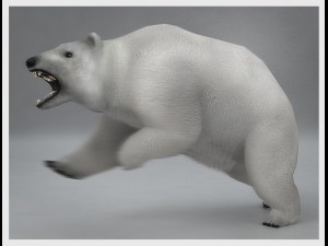 polar white bear rigged Modèle 3D