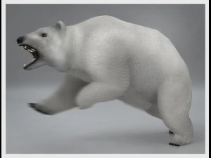 polar white bear rigged 3D Model