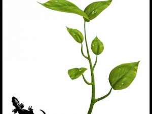 small plant 3D Model