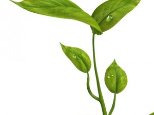 small plant Modelo 3D