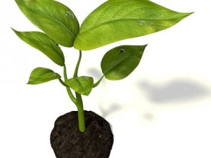 small plant 3D Model