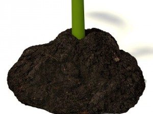 small plant Modelo 3D