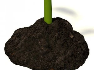 small plant 3D Model