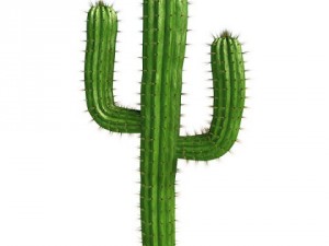 saguaro cactus 3Dモデル