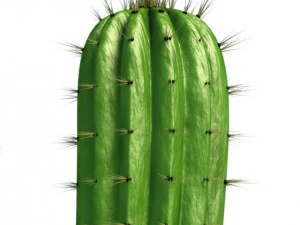 saguaro cactus 3D Model