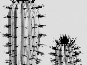 saguaro cactus 3D Model