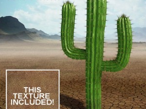 saguaro cactus 3Dモデル