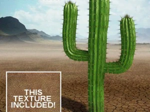 saguaro cactus 3D Model