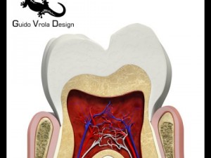 tooth  gum cross section 3D Model