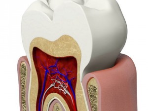 tooth  gum cross section 3D Model