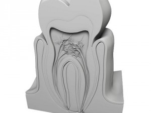 tooth  gum cross section 3D Model