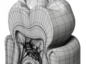 tooth  gum cross section 3D Model