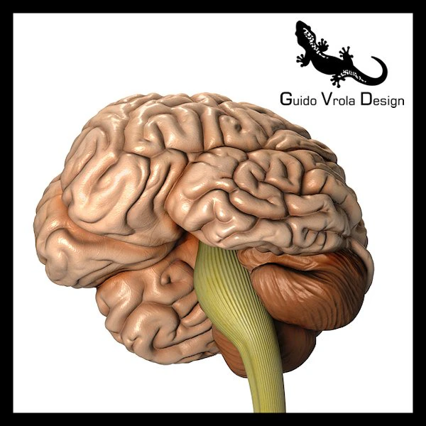 accurate human brain 3D Model .c4d .max .obj .3ds .fbx .stl .blend 