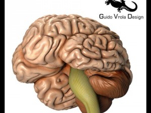 accurate human brain 3D Model