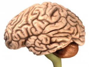 accurate human brain 3D Model