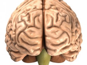 accurate human brain 3D Model