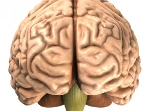 accurate human brain 3D Model