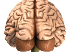 accurate human brain 3D Model