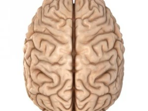 accurate human brain 3D Model