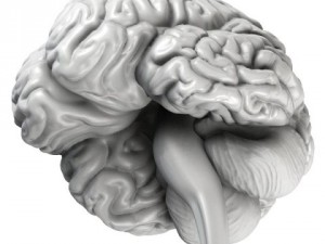 accurate human brain 3D Model
