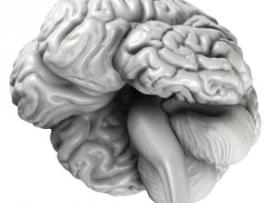accurate human brain 3D Model
