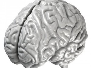 accurate human brain 3D Model