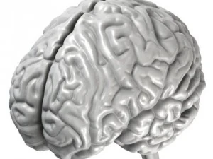 accurate human brain 3D Model