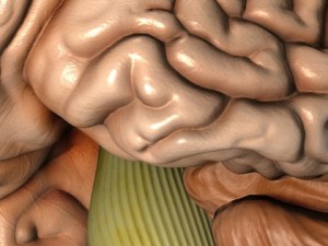 accurate human brain 3D Model