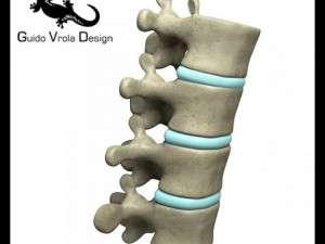 lumbar vertebrae 3D Model