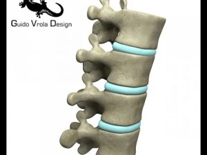 поясничные позвонки 3D Модель