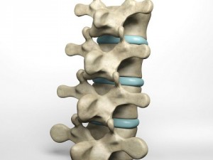 lumbar vertebrae 3D 模型