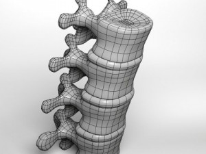 lumbar vertebrae 3D 模型