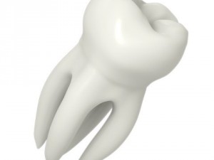 molar tooth 3D-Modell